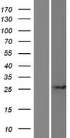 CCDC71L Protein (Over-Expression Lysate Myc-DDK (Flag))