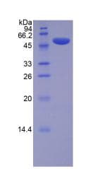 Mouse LOX / Lysyl Oxidase Protein (Recombinant His-GST, N-terminus)