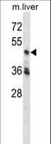 PCTK3 / CDK18 Antibody (aa438-467)