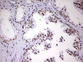 DDX56 Antibody (aa323-547, clone OTI2E5)