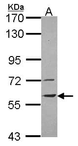 VNN1 Antibody (aa232-457)