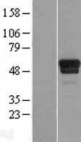 TSPYL1 Protein (Over-Expression Lysate Myc-DDK (Flag))