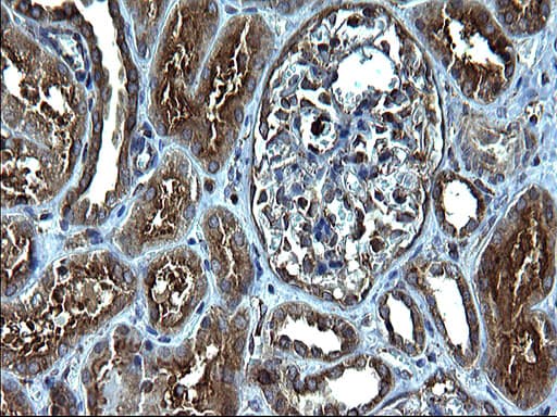 FNDC8 Antibody (clone OTI1C10)
