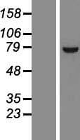 CPSF3L Protein (Over-Expression Lysate Myc-DDK (Flag))