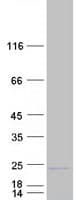 Human GSG1L Protein (Recombinant Myc-DDK (Flag))