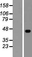 ESAM Protein (Over-Expression Lysate Myc-DDK (Flag))