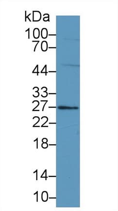 FAM3B Antibody (aa30-235, APC)