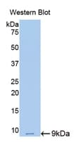 RETN / Resistin Antibody (aa45-114)