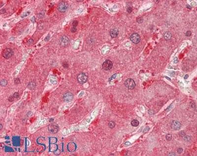 IHC-plus™ Aspartate Aminotransferase Antibody