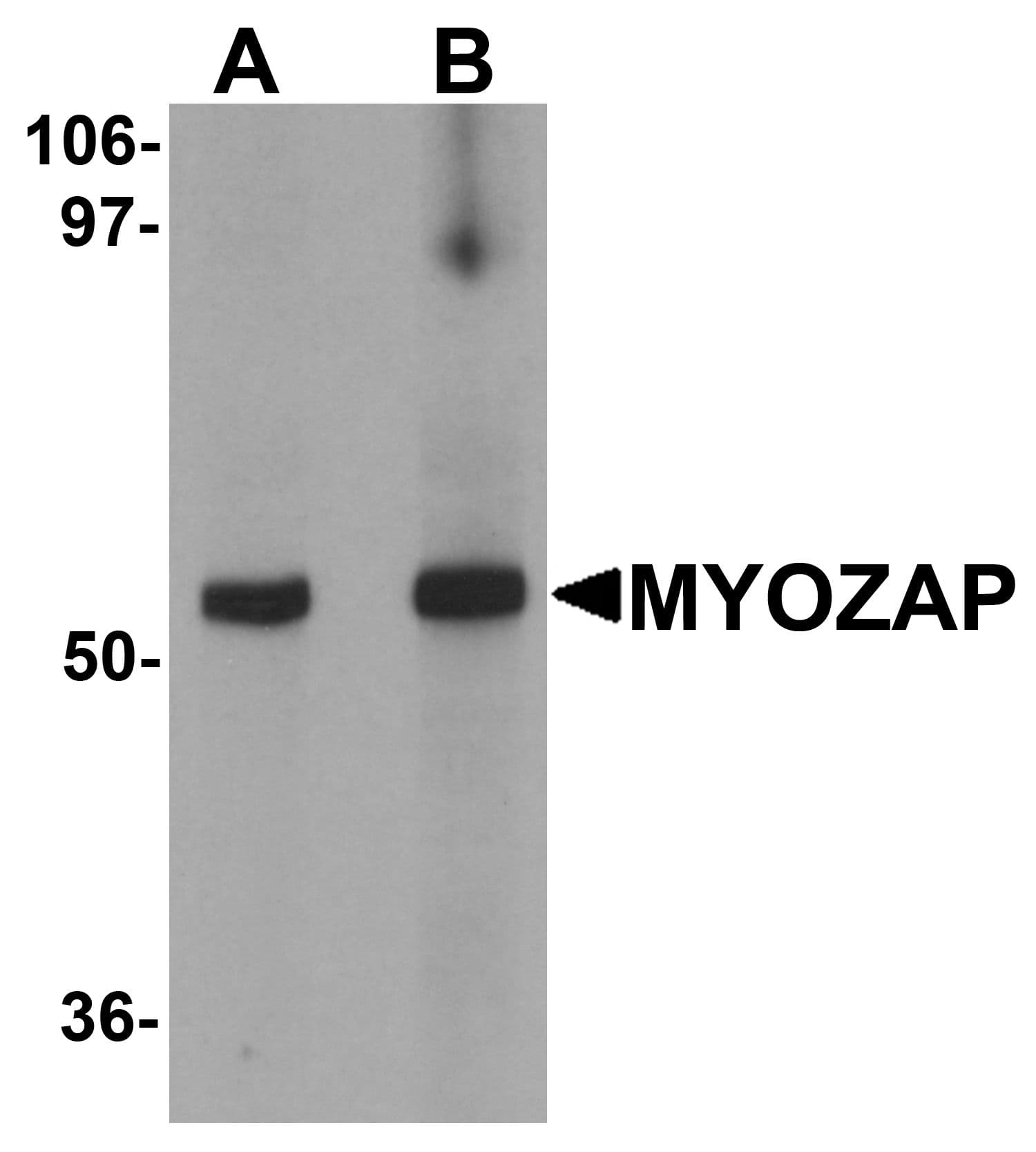 IHC-plus™ MYZAP Antibody