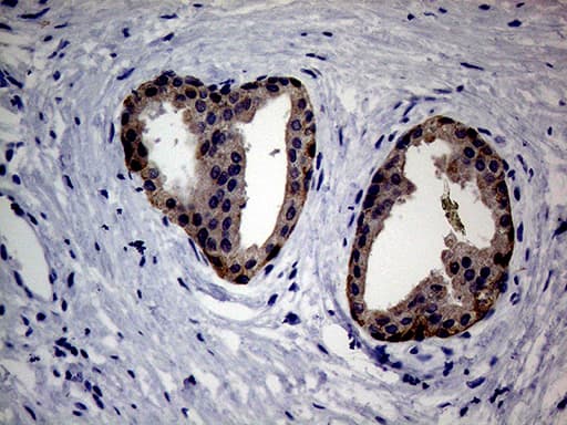 Monoclonal Mouse anti-Human EGFL7 Antibody (clone OTI5C9, aa24-273, IHC)