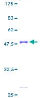 Human DUSP19 / SKRP1 Protein (Recombinant GST)