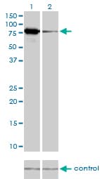 Mitofusin 2 / MFN2 Antibody (clone 4H8)