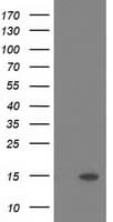 POLR2J2 Antibody (clone OTI6E9)