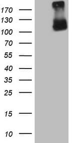 GPNMB / Osteoactivin Antibody (clone OTI2A10, Carrier-free)