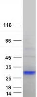 Human MAP6D1 Protein (Recombinant Myc-DDK (Flag))