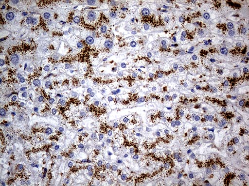 NAGA Antibody (clone OTI3A4, Carrier-free)