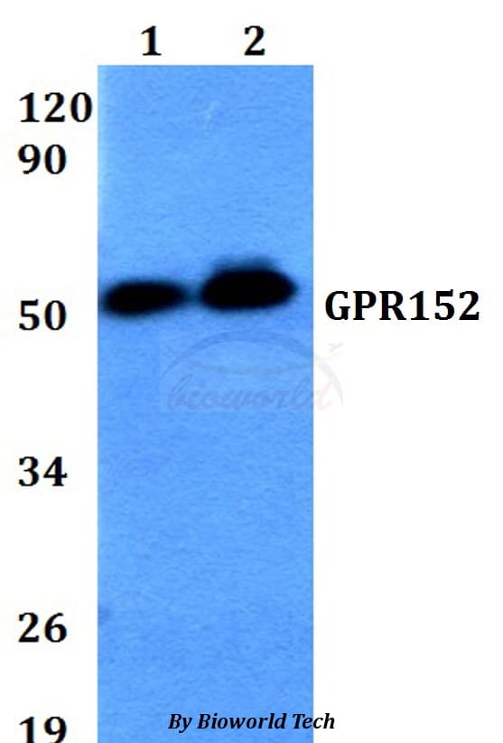 GPR152 Antibody