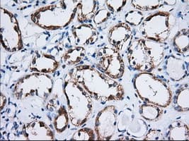 TTC32 Antibody (clone OTI5B6)