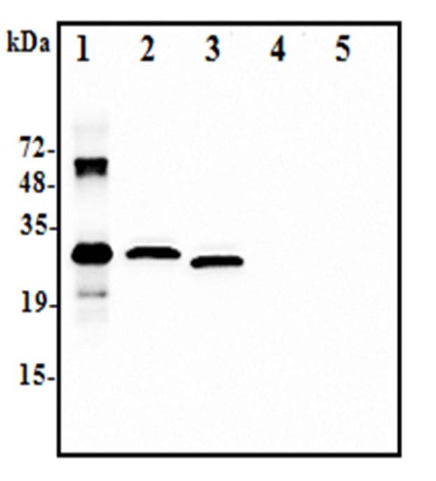 IL37 Antibody