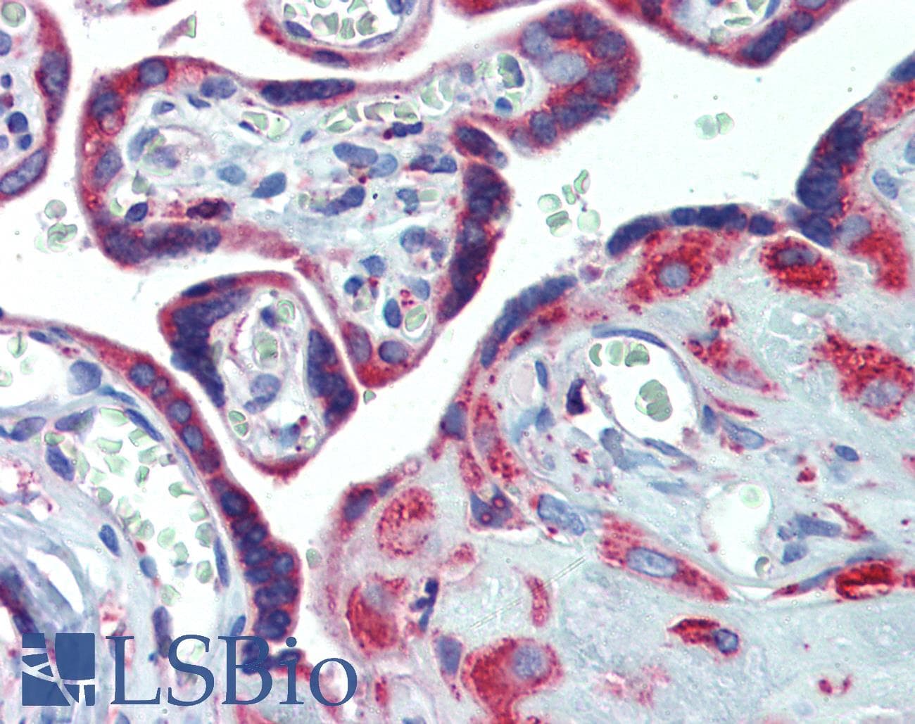 IHC-plus™ PDIA4 / ERP72 Antibody (aa623-638)