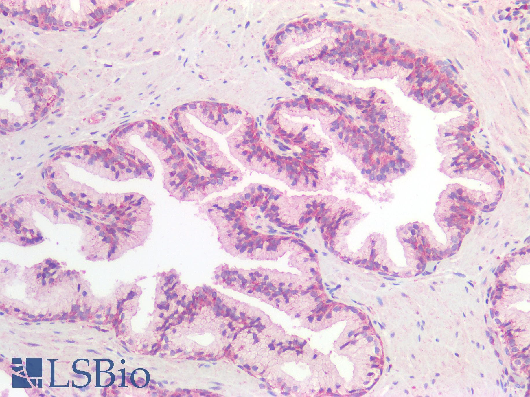 IHC-plus™ FOLH1 / PSMA Antibody