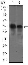 DCTN4 / Dynactin 4 Antibody (Amino Acid: 57-298, clone 3G9D7)