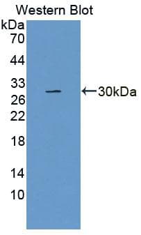 DOK3 Antibody (aa160-409)