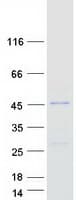 Human TTC23L / FLJ25439 Protein (Recombinant Myc-DDK (Flag))