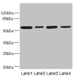 CD276 / B7-H3 Antibody