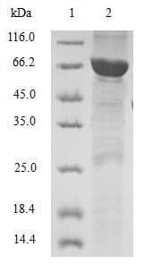 Human TWF2 / PTK9L Protein (Recombinant GST, N-terminus)