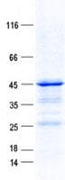 Human TTLL10 Protein (Recombinant His, N-Terminal)