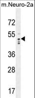 DCAF13 / WDSOF1 Antibody (aa369-398)