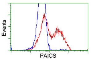 PAICS / ADE2 Antibody (clone OTI8A1)