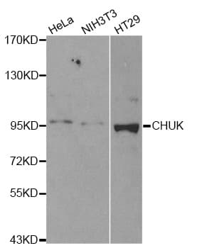 Polyclonal Rabbit anti-Human CHUK / IKKA / IKK Alpha Antibody (IHC, IF, WB)