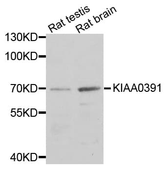 IHC-plus™ KIAA0391 Antibody