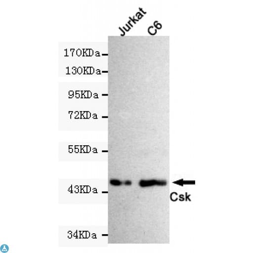 c-Src Kinase / CSK Antibody