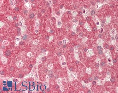 IHC-plus™ MORF4L1 / MRG15 Antibody