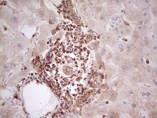 WIBG Antibody (clone OTI9C7, Carrier-free)
