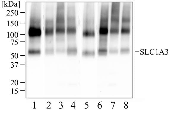 PathPlus™ Polyclonal Rabbit anti-Rat SLC1A3 / EAAT1 Antibody (aa500-542, IHC, WB)