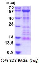 Human KIAA0513 Protein (Recombinant His)