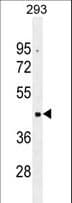 OR10G2 Antibody (aa68-95)