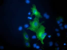 BECN1 / Beclin-1 Antibody (clone OTI2A7)