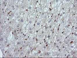 LZIC Antibody (clone OTI5E3)