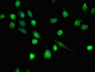 Polyclonal Rabbit anti-Human DHX36 Antibody (IF)