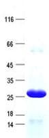 Human TRIM40 Protein (Recombinant His, N-Terminal)