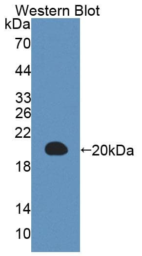 IL3 Antibody (Biotin)