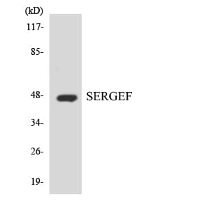 Polyclonal Rabbit anti-Human SERGEF Antibody (aa161-210, WB)