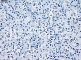 LTA4H / LTA4 Antibody (clone OTI2A9)