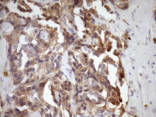 MST1 Antibody (aa194-462, clone OTI1A10)